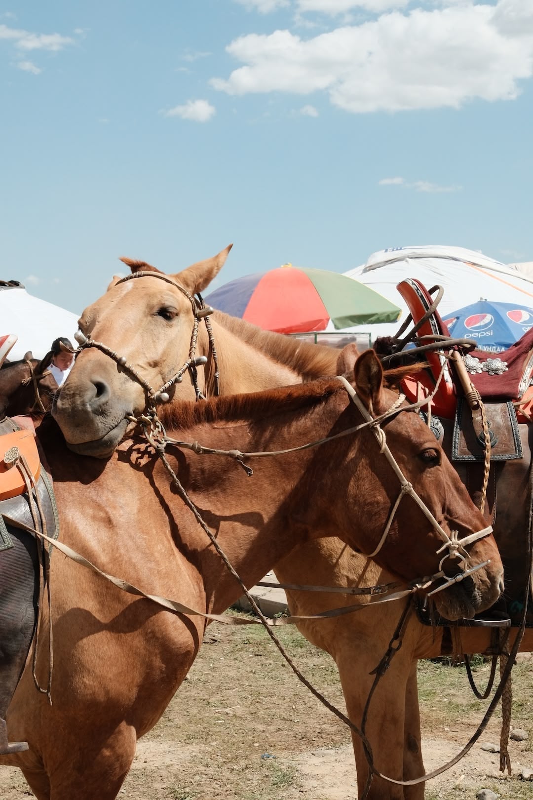 Two horses hugging each other
